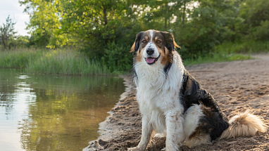 英国牧羊犬坐在湖边